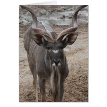 Zooserie, Antlered antilop Kort