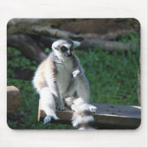 Zoovänner, den ring Tailed Lemurmusen vadderar Mus Mattor