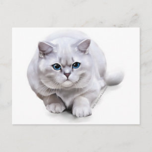 С vid ras British Shorthair Vykort