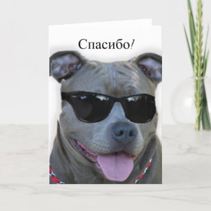 спасибоryssen tackar dig det Pitbull Tack Kort