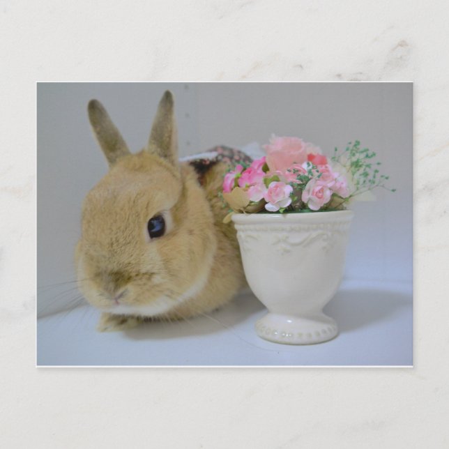 か わ い い う さ ぎ VYKORT (Framsida)