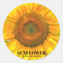 ひまわり RUNT KLISTERMÄRKE