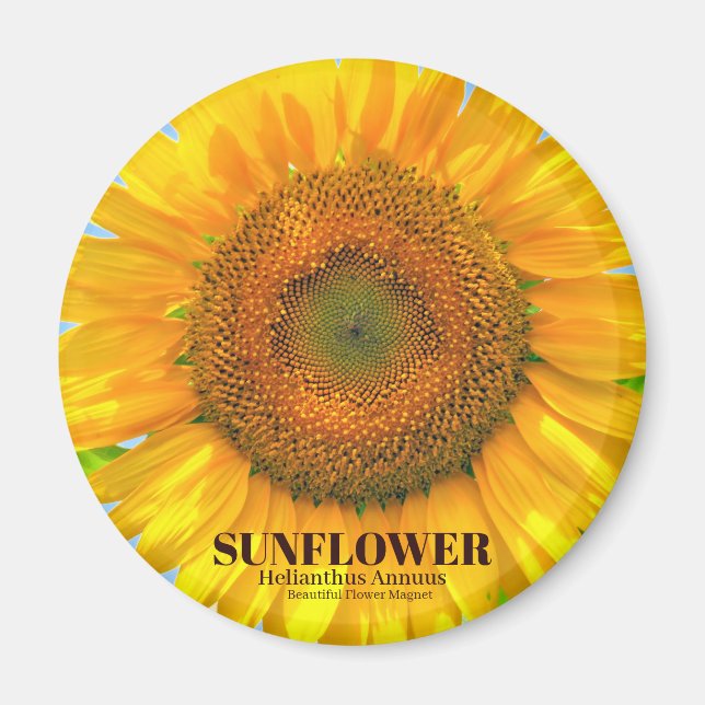 ひ ま わ り MAGNET (Framsidan)