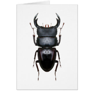 オオクワ・Dorcus Hälsningskort