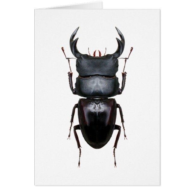 オオクワ・Dorcus Hälsningskort (Framsidan)