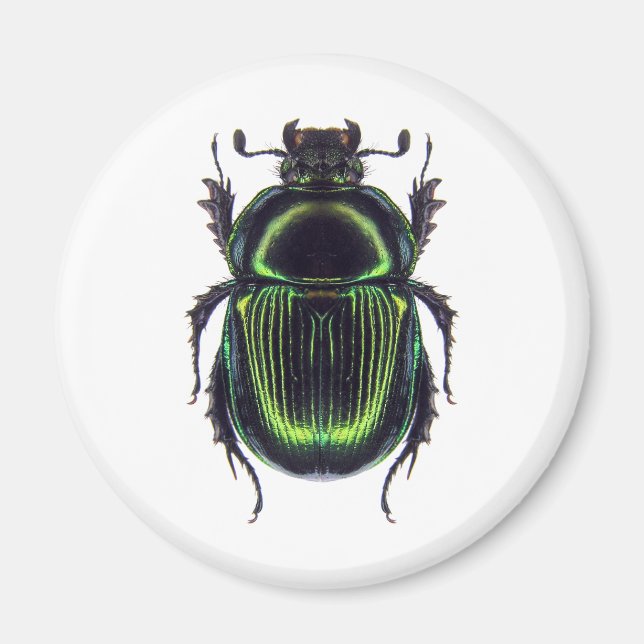 オオセンチコガネ MAGNET (Framsidan)