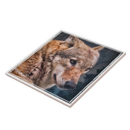 オ オ カ ミ タ イ ル KAKELPLATTA