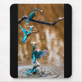 カワセミ MUSMATTA