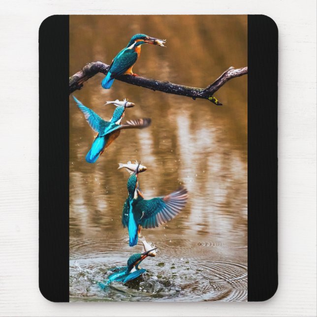 カワセミ MUSMATTA (Framsidan)