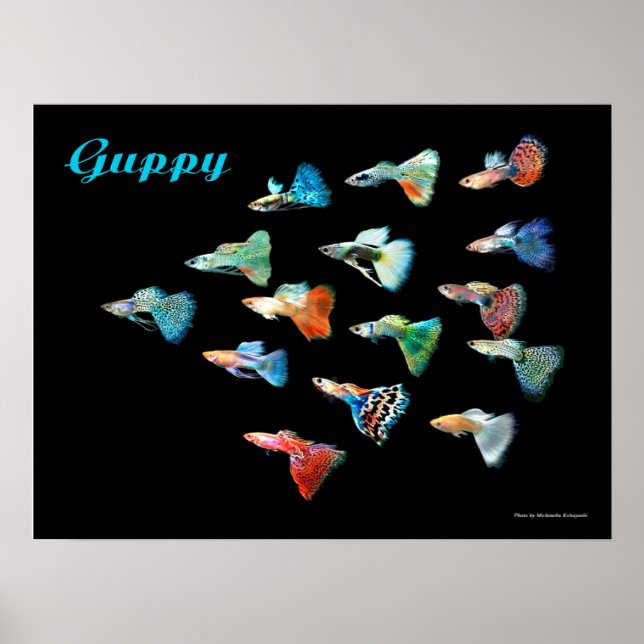 グッピーのポスター POSTER (Framsidan)