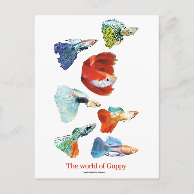 グ ッ ピ ー ・ グ ッ VYKORT (Framsida)