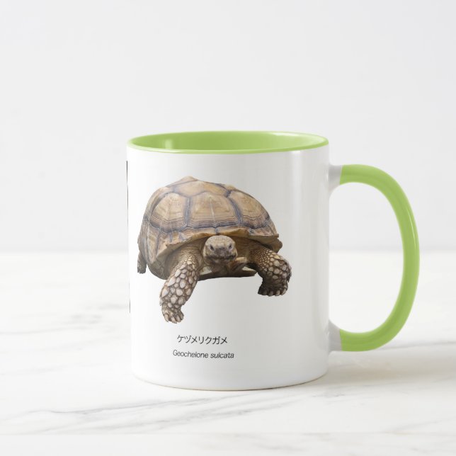 ケヅメリクガメ MUGG (Höger)