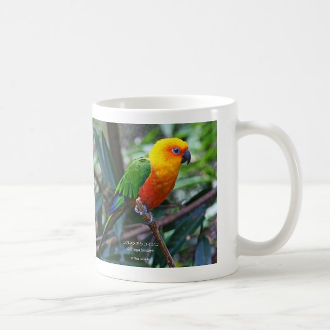 コガネメキシコインコ , Sun Parakeet Kaffemugg (Höger)