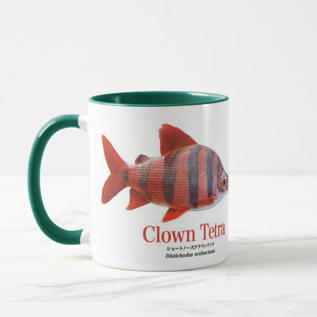 ショート・ノーズ・クラウン・テトラ MUGG (Vänster)