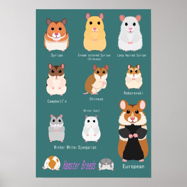 ハ ム ス タ ー の anbudssökande poster (Framsidan)