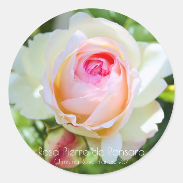 ピエール・ドゥ・ロンサール RUNT KLISTERMÄRKE (Framsida)