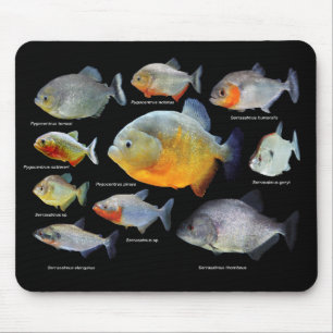 ピ ラ ニ ア の 製 品 MUSMATTA