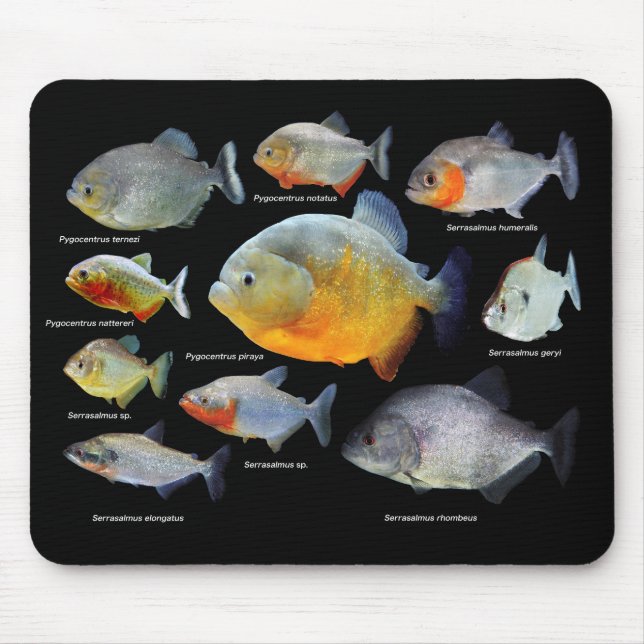 ピ ラ ニ ア の 製 品 MUSMATTA (Framsidan)