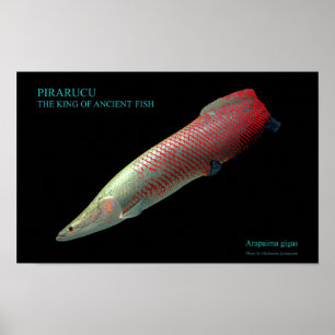 ピ ラ ル ク ー の anbudssökande poster