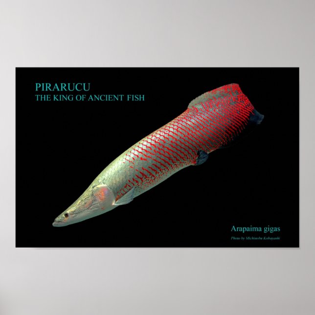 ピ ラ ル ク ー の anbudssökande poster (Framsidan)