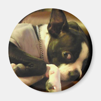 ブチ マグネット 丸 MAGNET