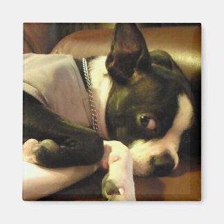 ブチ マグネット 角 MAGNET