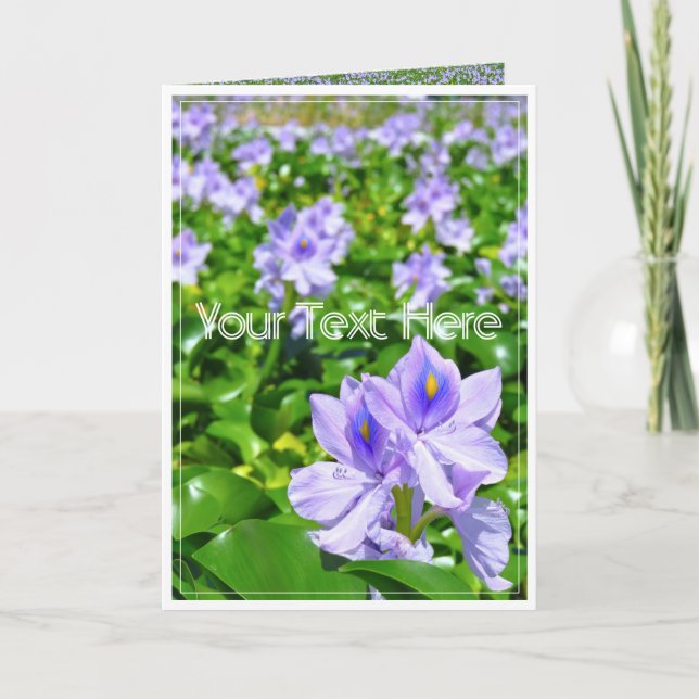 ホ テ イ ア オ イ(花) KORT (Framsida)