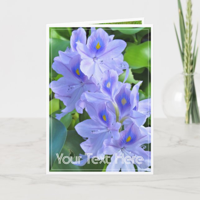 ホ テ イ ア オ イ(花). KORT (Framsida)