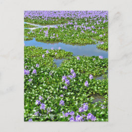 ホ テ イ ア オ イ(花) VYKORT