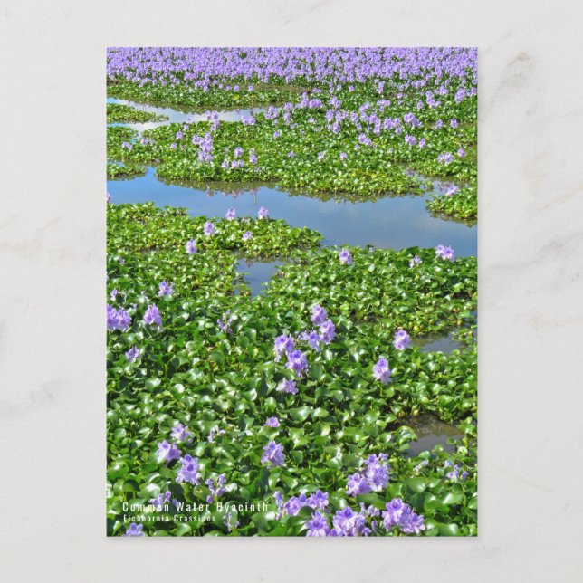 ホ テ イ ア オ イ(花) VYKORT (Framsida)