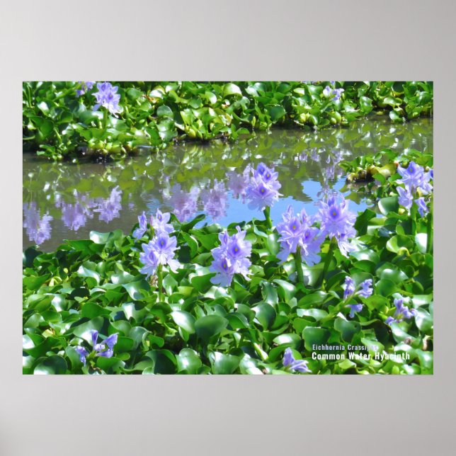 ホ テ イ ア オ イ POSTER (Framsidan)