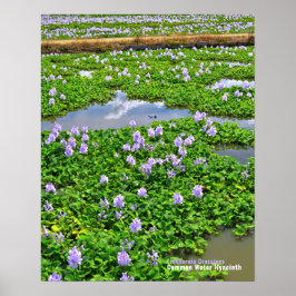 ホ テ イ ア オ イ POSTER