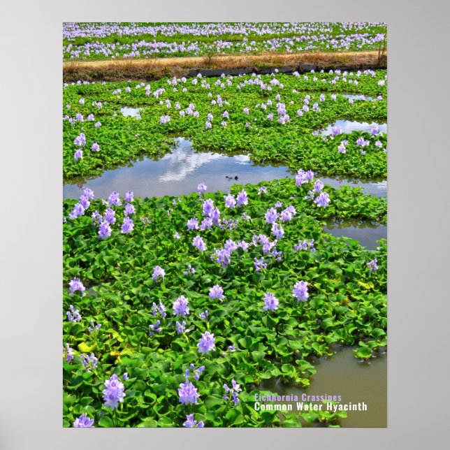 ホ テ イ ア オ イ POSTER (Framsidan)