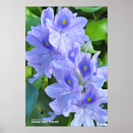 ホ テ イ ア オ イ POSTER