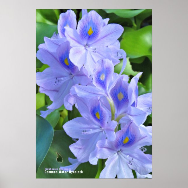 ホ テ イ ア オ イ POSTER (Framsidan)