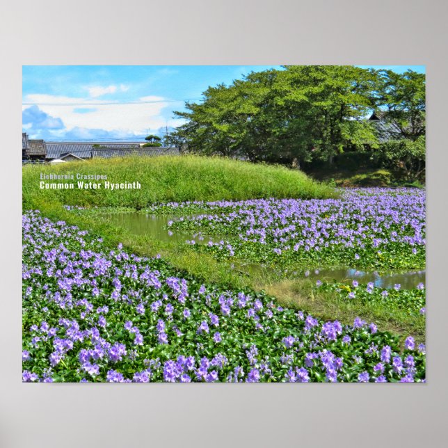 ホ テ イ ア オ イ POSTER (Framsidan)