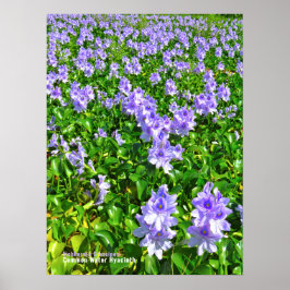 ホ テ イ ア オ イ POSTER