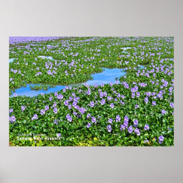 ホ テ イ ア オ イ POSTER (Framsidan)