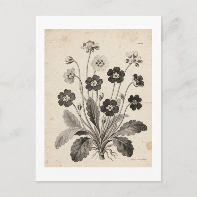 ポストカード VYKORT (Framsida)