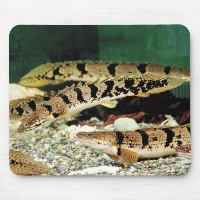 ポ リ プ テ ル ス ・ anbudssökande anbudssökande anbudssö musmatta (Framsidan)