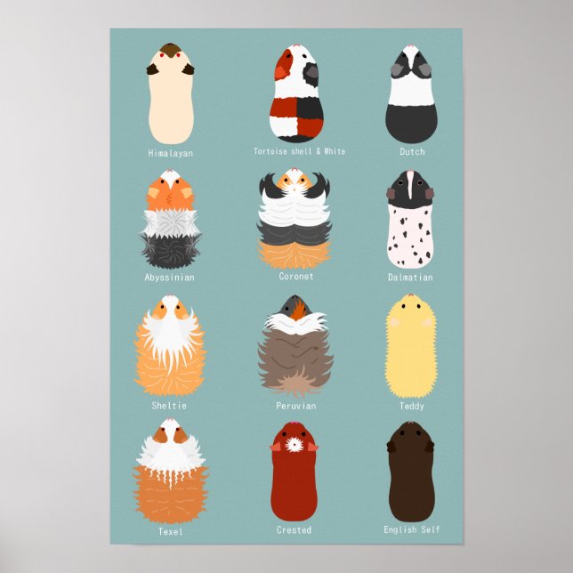 モ ル モ ッ ト の anbudssökande poster (Framsidan)