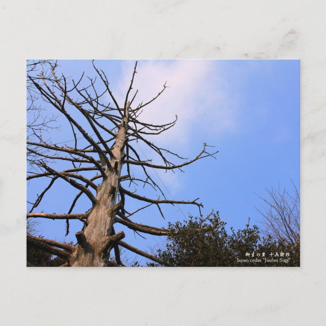 柳 生 里"十 衛 の":vykort vykort (Framsida)