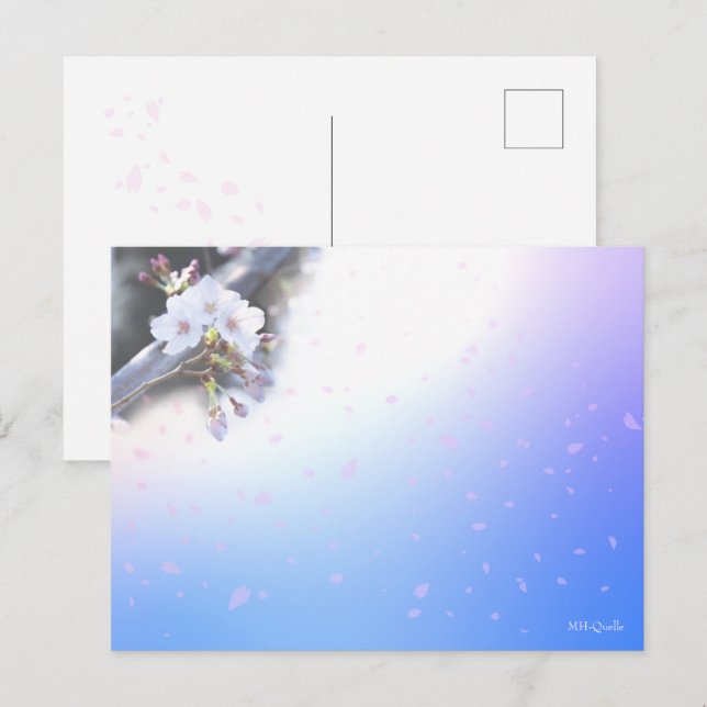 桜のシーズンポストカード  VYKORT (Fram/baksida)