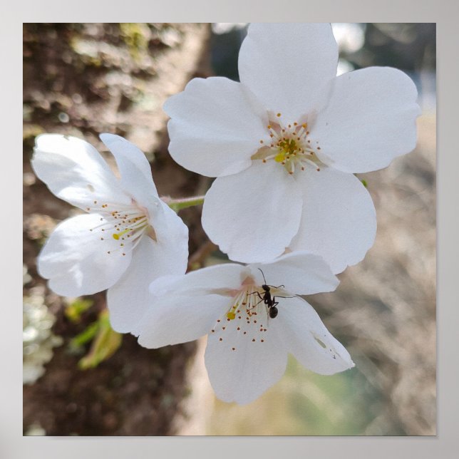 桜 Cherry Blossom Close-Up Photography Poster (Framsidan)