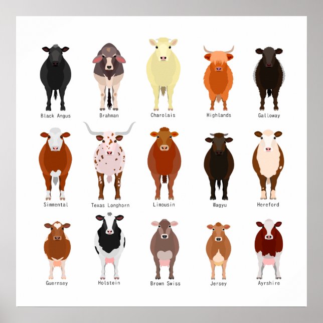 牛 の 種 類 一 覧 POSTER (Framsidan)
