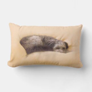犬の眠り LUMBARKUDDE