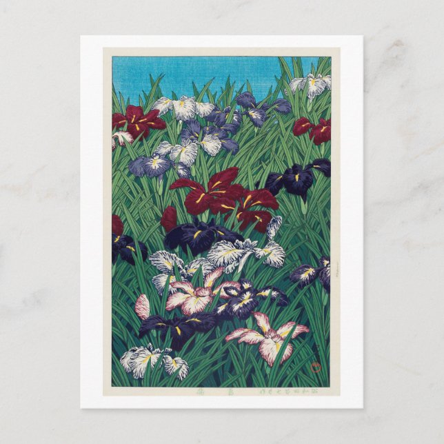 菖蒲 Iris, Hasui Kawase, träsnitt Vykort (Framsida)
