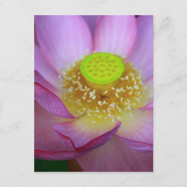 蓮 VYKORT (Framsida)