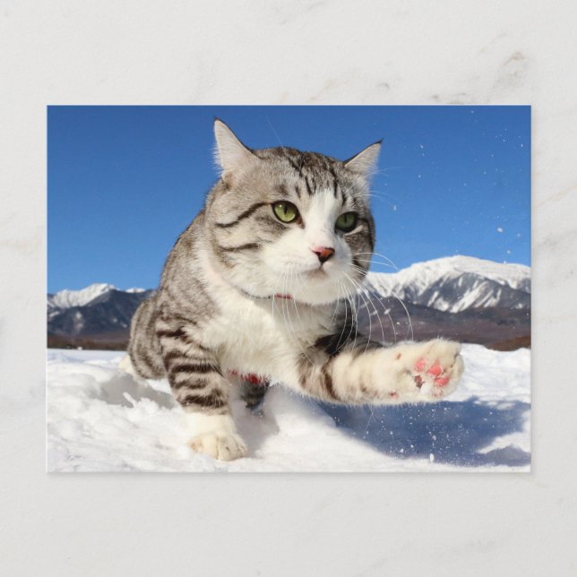 野良猫ニャン吉【肉球全開！】 VYKORT (Framsida)