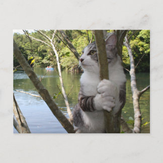 野 良 猫 ニ ャ ン 吉 anbudssökande anbudssökande anbudssö vykort